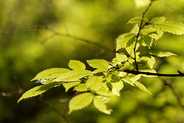 Image showing Green leaf