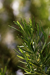 Image showing Rosemary