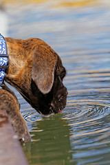 Image showing Boxer dog