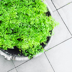 Image showing Green ornamental plant on gray tile floor