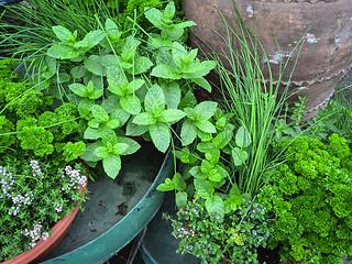 Image showing Edible green herbs