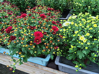 Image showing Red and white chrysanthemums