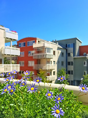 Image showing Urban balcony with blooming blue daises