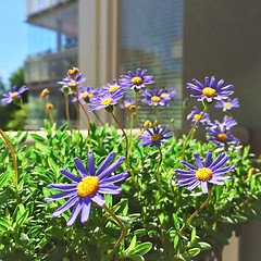 Image showing Blue daises blooming on a balcony