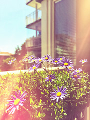 Image showing Retro image of daises blooming on a balcony