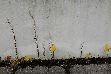 Image showing withered plants on the background of a concrete