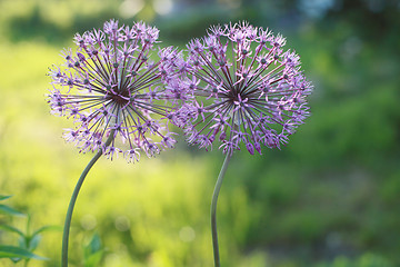 Image showing Allium two flowers 