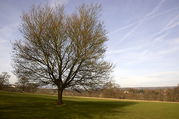 Image showing Oak tree in winter