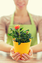 Image showing close up of woman hands holding roses bush in pot