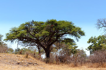 Image showing African landscape