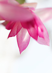 Image showing Christmas cactus