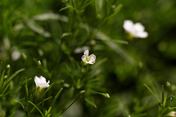 Image showing Sweet alyssum