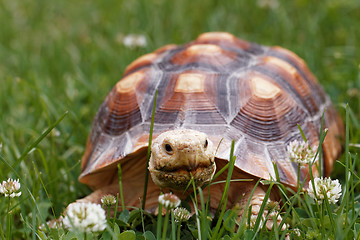 Image showing African Spurred Tortoise