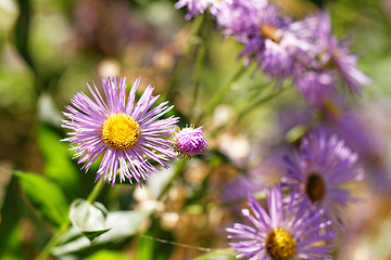 Image showing Purple flower