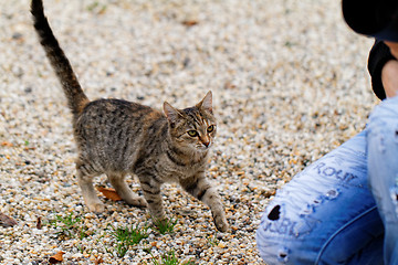 Image showing Brown cat