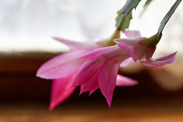 Image showing Christmas cactus