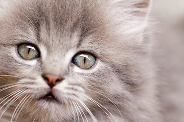 Image showing Beautiful grey kitten