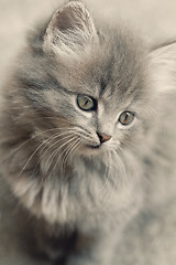 Image showing Beautiful grey kitten