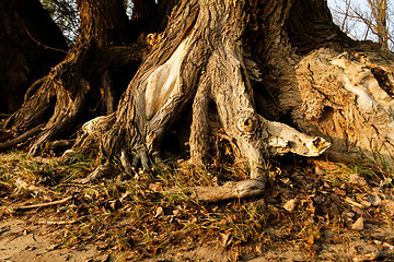 Image showing Tree root