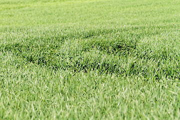 Image showing Green grass