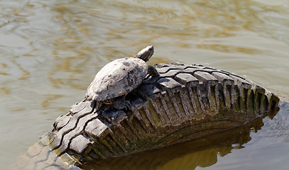 Image showing Cute turtle