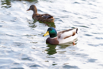 Image showing Mallard