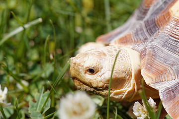 Image showing African Spurred Tortoise