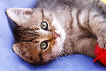 Image showing Cute small cat
