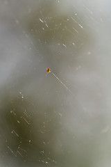 Image showing Small spider