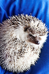 Image showing Cute hedgehog