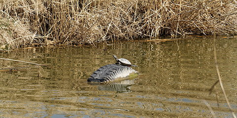 Image showing Cute turtle