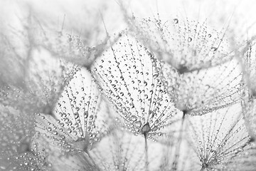 Image showing Plant seeds with water drops