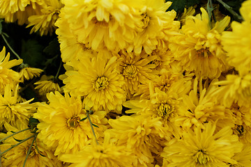 Image showing Yellow flower