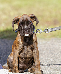 Image showing Boxer dog