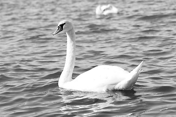 Image showing White swan