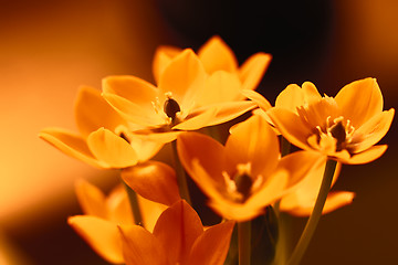 Image showing Orange flower