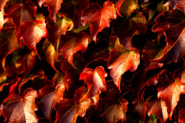 Image showing Creeping leaves