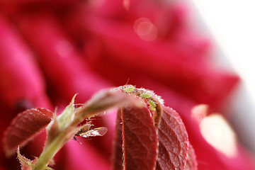 Image showing Green aphid