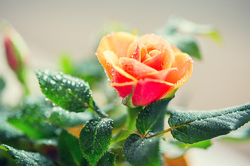 Image showing close up of rose flower