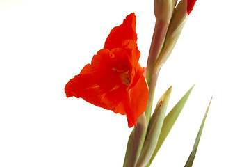 Image showing Red Gladiolus