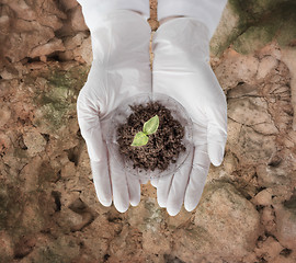 Image showing close up of scientist hands with plant and soil