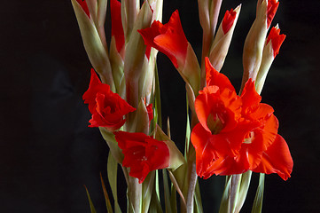 Image showing Red Gladiolus