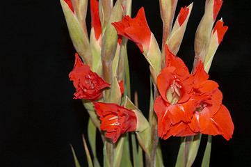 Image showing Red Gladiolus