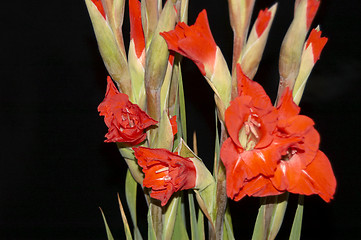 Image showing Red Gladiolus