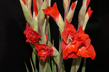 Image showing Red Gladiolus