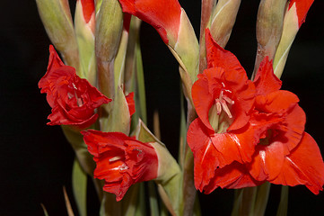Image showing Red Gladiolus