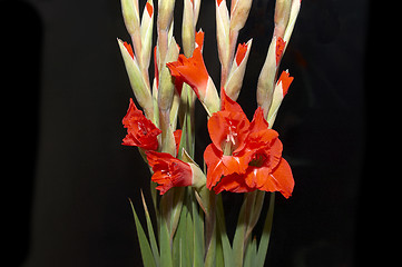 Image showing Red Gladiolus