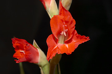 Image showing Red Gladiolus