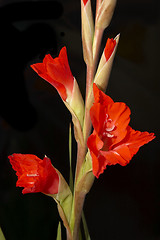 Image showing Red Gladiolus