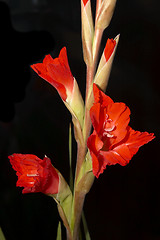 Image showing Red Gladiolus